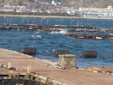 淡路じゃのひれフィッシングパーク 釣果