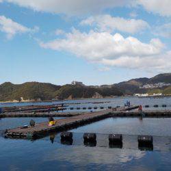 淡路じゃのひれフィッシングパーク 釣果