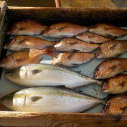 淡路じゃのひれフィッシングパーク 釣果