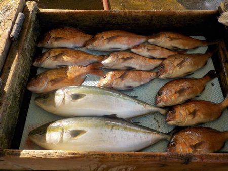 淡路じゃのひれフィッシングパーク 釣果