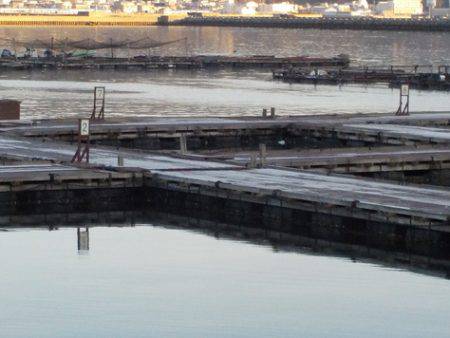 淡路じゃのひれフィッシングパーク 釣果