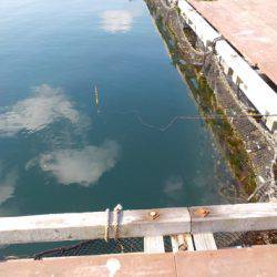 淡路じゃのひれフィッシングパーク 釣果