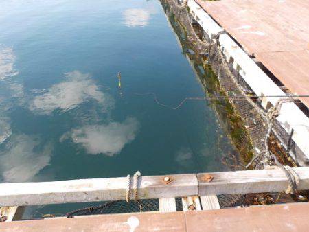 淡路じゃのひれフィッシングパーク 釣果