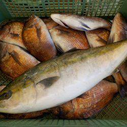 淡路じゃのひれフィッシングパーク 釣果