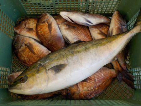 淡路じゃのひれフィッシングパーク 釣果
