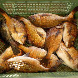 淡路じゃのひれフィッシングパーク 釣果