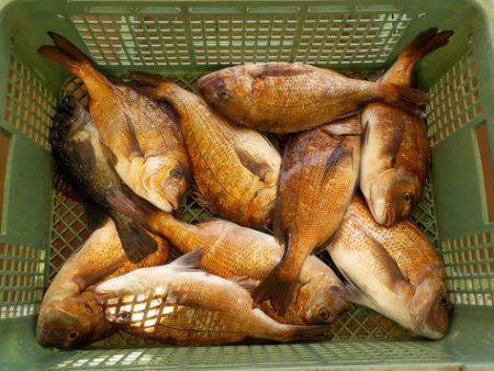 淡路じゃのひれフィッシングパーク 釣果