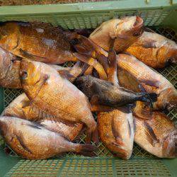 淡路じゃのひれフィッシングパーク 釣果