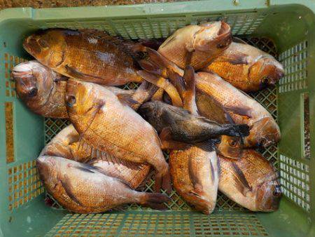 淡路じゃのひれフィッシングパーク 釣果