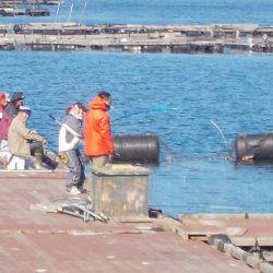 淡路じゃのひれフィッシングパーク 釣果