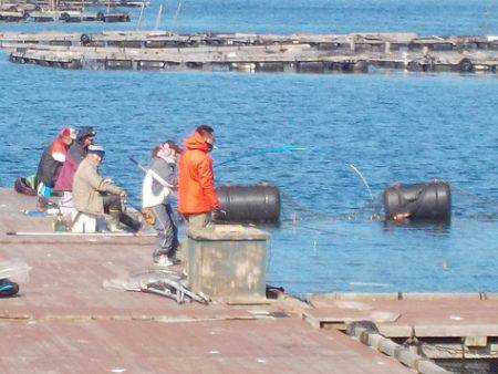 淡路じゃのひれフィッシングパーク 釣果