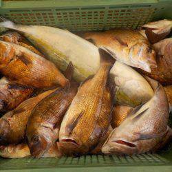 淡路じゃのひれフィッシングパーク 釣果