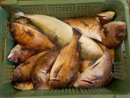 淡路じゃのひれフィッシングパーク 釣果