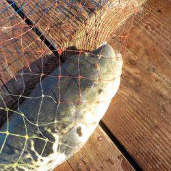 淡路じゃのひれフィッシングパーク 釣果