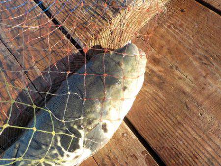 淡路じゃのひれフィッシングパーク 釣果