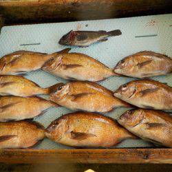 淡路じゃのひれフィッシングパーク 釣果