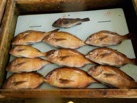 淡路じゃのひれフィッシングパーク 釣果