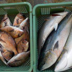 淡路じゃのひれフィッシングパーク 釣果