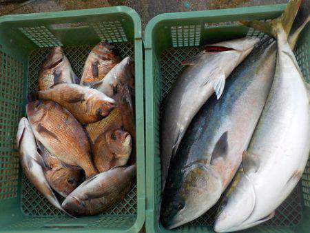 淡路じゃのひれフィッシングパーク 釣果