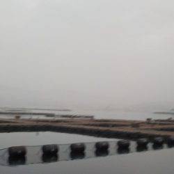 淡路じゃのひれフィッシングパーク 釣果