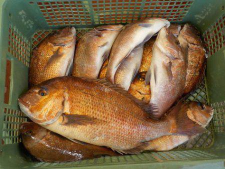 淡路じゃのひれフィッシングパーク 釣果