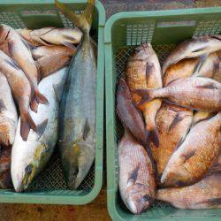 淡路じゃのひれフィッシングパーク 釣果