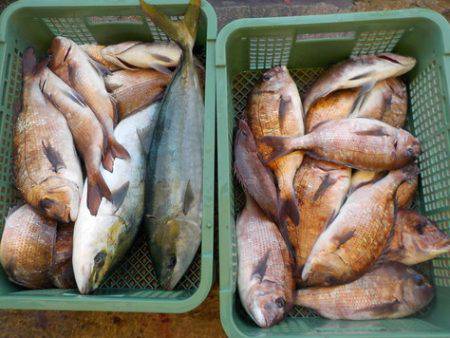 淡路じゃのひれフィッシングパーク 釣果