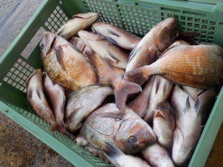 淡路じゃのひれフィッシングパーク 釣果