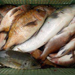 淡路じゃのひれフィッシングパーク 釣果