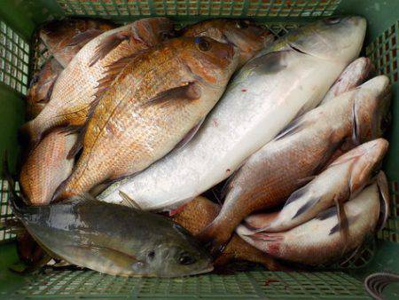 淡路じゃのひれフィッシングパーク 釣果