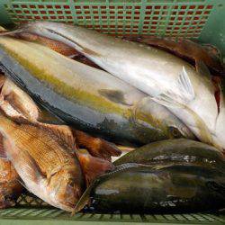 淡路じゃのひれフィッシングパーク 釣果