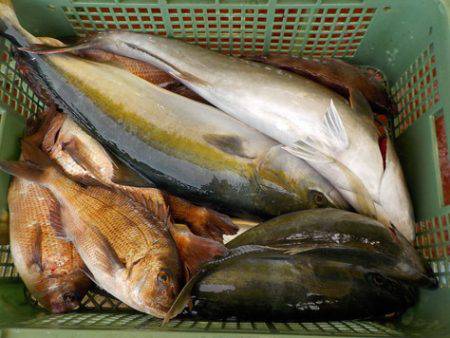 淡路じゃのひれフィッシングパーク 釣果