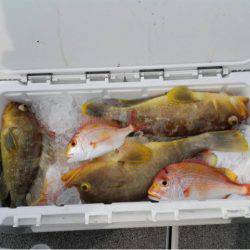 第二大福丸 釣果