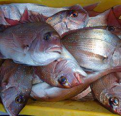 第二むつ漁丸 釣果