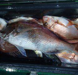 第二むつ漁丸 釣果