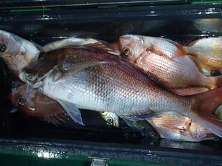 第二むつ漁丸 釣果