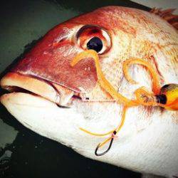 YELLOW-TAIL　イエローテール 釣果