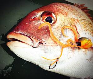 YELLOW-TAIL　イエローテール 釣果