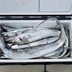 遊漁船　ニライカナイ 釣果