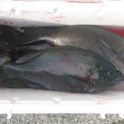 濱田渡船 釣果