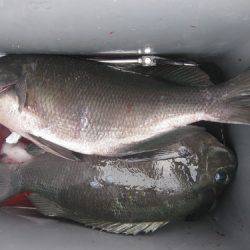 濱田渡船 釣果