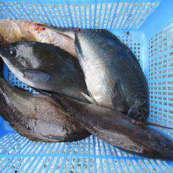 濱田渡船 釣果