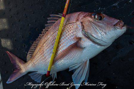 Marine Frog 釣果