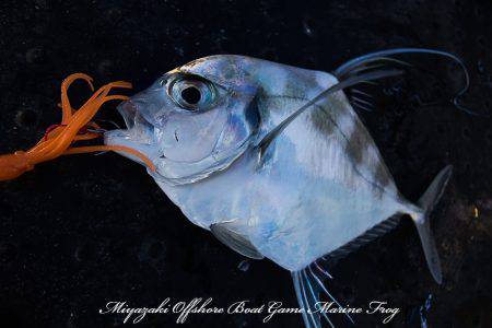 Marine Frog 釣果