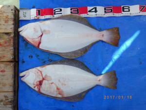 石川丸 釣果