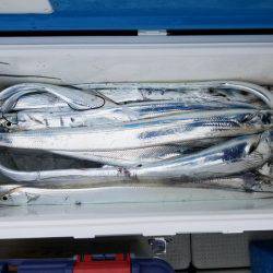 遊漁船　ニライカナイ 釣果