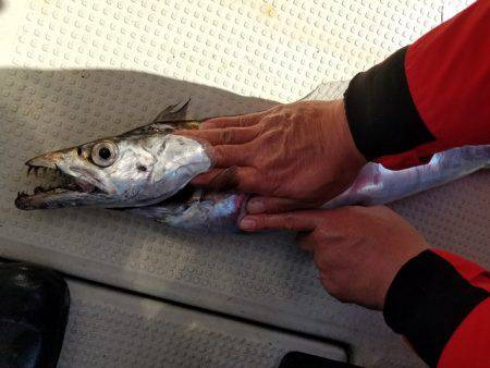 遊漁船 ニライカナイ 釣果