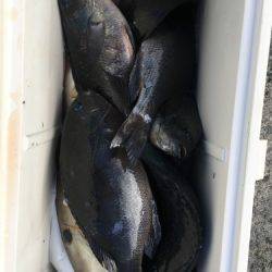 鵜来島家本渡船 釣果