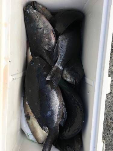 鵜来島家本渡船 釣果