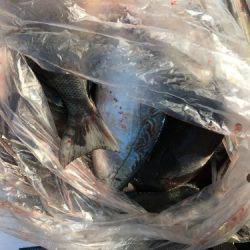 鵜来島家本渡船 釣果